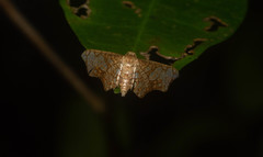 Hypolamprus hypostilpna