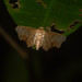 Hypolamprus hypostilpna - Photo (c) Nicholas John Fisher, algunos derechos reservados (CC BY-NC), subido por Nicholas John Fisher