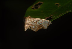Hypolamprus hypostilpna