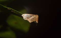 Hypolamprus hypostilpna