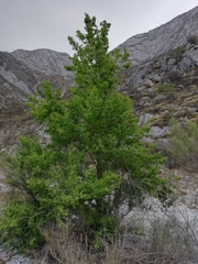 Populus mexicana