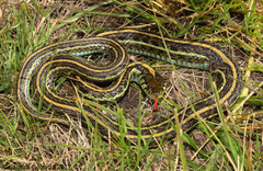 Thamnophis eques