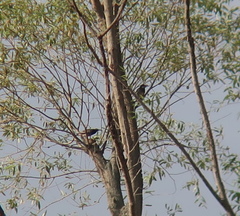 Spodiopsar cineraceus