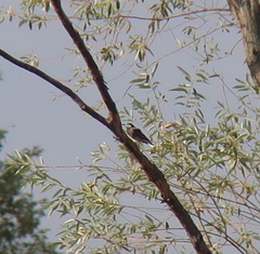 Spodiopsar cineraceus