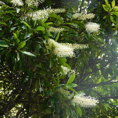 Buckinghamia celsissima