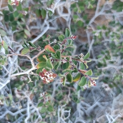 Euphorbia tomentulosa