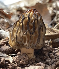 Morchella brunnea