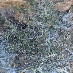 Euphorbia tomentulosa