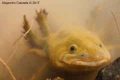 Ambystoma granulosum