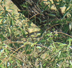 Phylloscopus borealis