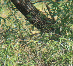 Phylloscopus borealis