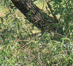 Phylloscopus borealis