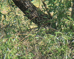 Phylloscopus borealis