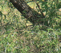 Phylloscopus borealis