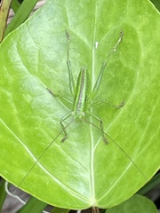 Tettigonia orientalis