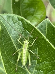 Tettigonia orientalis