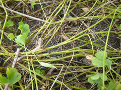 Oxalis rubens