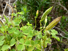 Oxalis rubens