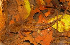 Ambystoma flavipiperatum