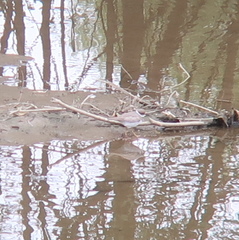 Charadrius placidus