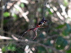 Micrathena swainsoni