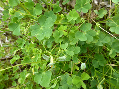 Oxalis rubens