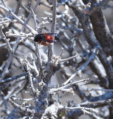 Odynerus cinnabarinus