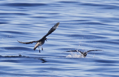 Stercorarius pomarinus