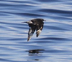 Stercorarius pomarinus