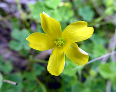 Oxalis rubens