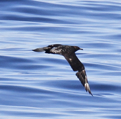 Stercorarius pomarinus