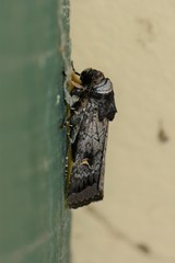 Proteuxoa restituta