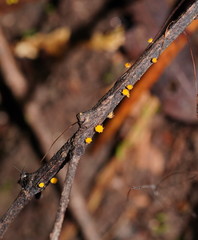 Crocicreas