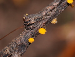 Crocicreas