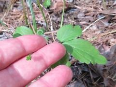 Anemonoides lancifolia