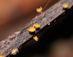 Crocicreas