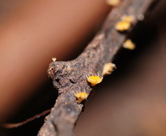 Crocicreas