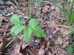 Anemonoides lancifolia