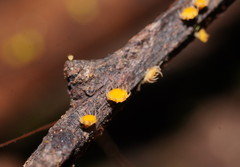 Crocicreas