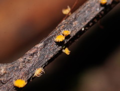 Crocicreas