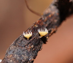 Crocicreas