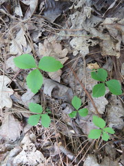Anemonoides lancifolia