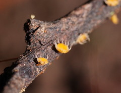 Crocicreas