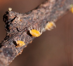 Crocicreas