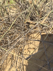 Acanthodactylus schmidti