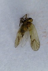 Cixioidea