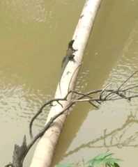 Hydrosaurus celebensis