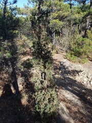 Juniperus rigida