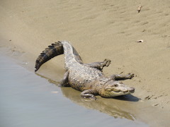 Crocodylus moreletii