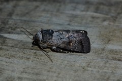 Proteuxoa restituta
